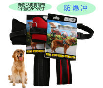 金色品質(zhì)，寵愛無價(jià) 探索高端寵物用品世界